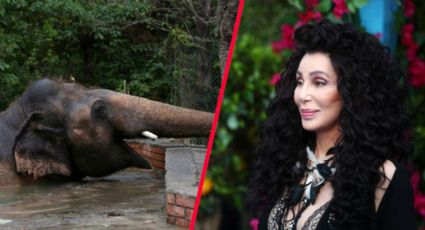 Cher anuncia documental de Kaavan, el elefante que rescató en Pakistán