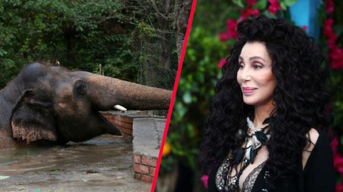 Cher anuncia documental de Kaavan, el elefante que rescató en Pakistán