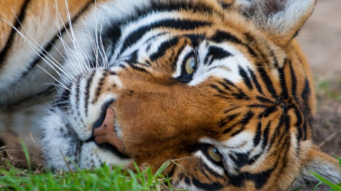 Carole Baskin de la serie de Netflix 'Tiger King', cerrará su santuario de tigres por esta terrible razón