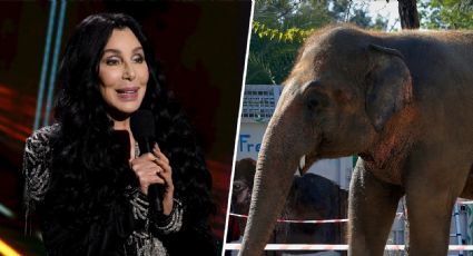 Lanzarán documental sobre la travesía de Cher para rescatar al elefante más solitario del mundo