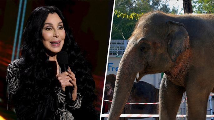 Lanzarán documental sobre la travesía de Cher para rescatar al elefante más solitario del mundo