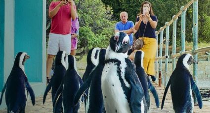 'Colonia pingüino', la docuserie que ningún usuario de Netflix se debe perder