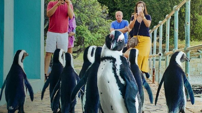 'Colonia pingüino', la docuserie que ningún usuario de Netflix se debe perder