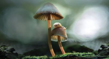 'Fantastic Fungi', nuevo documental sobre el mundo de los hongos