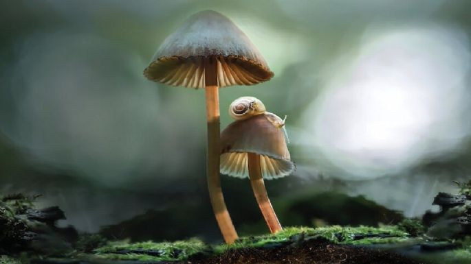 'Fantastic Fungi', nuevo documental sobre el mundo de los hongos