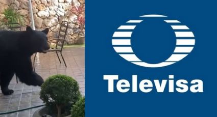 Terror en Televisa: Conductora de 'Hoy' se topa cara a cara con gran oso; invade su casa