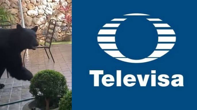 Terror en Televisa: Conductora de 'Hoy' se topa cara a cara con gran oso; invade su casa