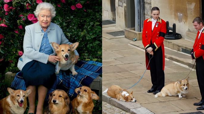 Fieles hasta el final: Corgis de Reina Isabel II la esperan para enterrarla en Capilla de St. George