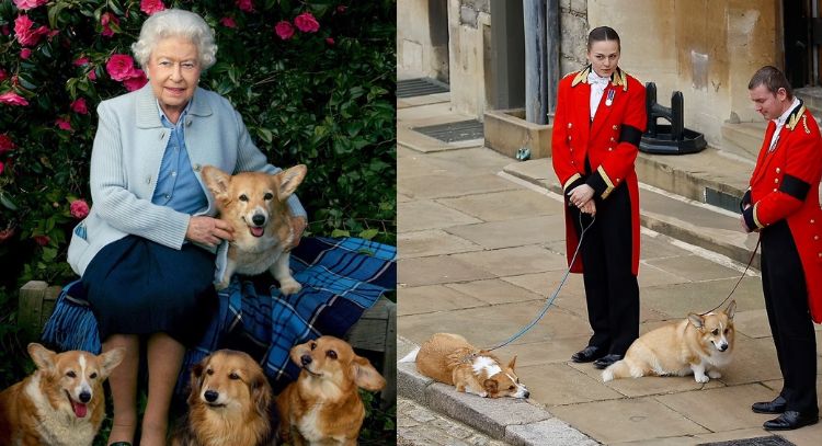 Exnuera de la reina Isabel II comparte foto de los perritos de la monarca; así se encuentran