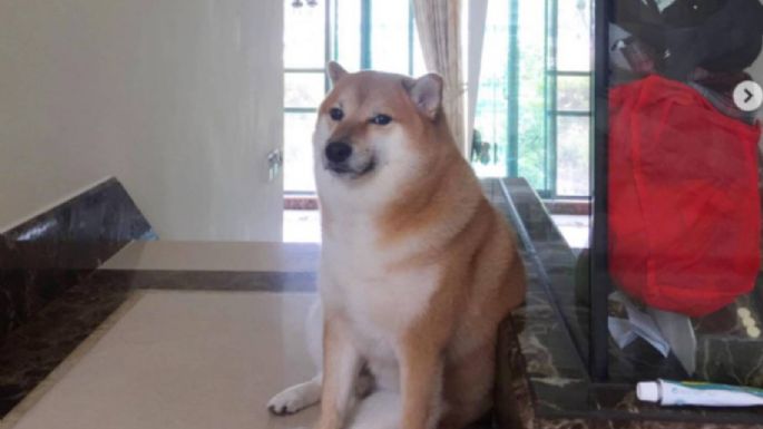 El adiós al ícono de los memes: Muere el perrito Cheems dejando un vacío en el mundo del Internet