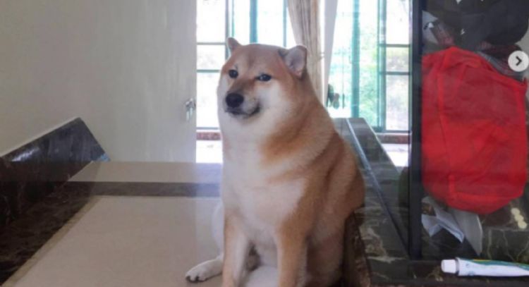 El adiós al ícono de los memes: Muere el perrito Cheems dejando un vacío en el mundo del Internet