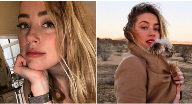 Caso penal contra Amber Heard por acusaciones de contrabando de perros es abandonado